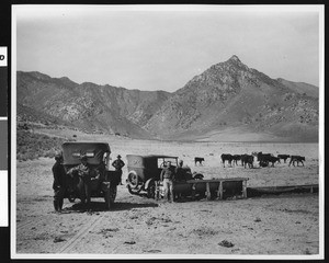 Automobiles and cattle in Imperior (Imperial?) Valley, owned by Mr. Yates, Death Valley, ca.1900-1950