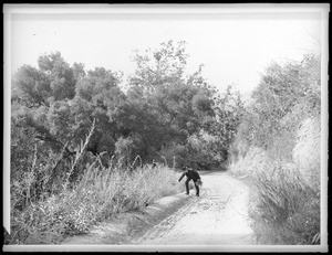 Gathering wild flowers in Griffith Park (probably), ca.1900