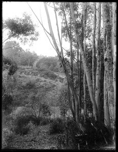 Eucalyptus trees in Santa Monica Canyon