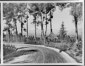 Tall thin trees beside a dirt road on Smiley Heights, Redlands, ca.1900