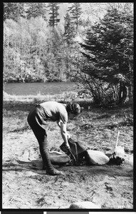 A woman demonstrating the proper method for extinguishing a campfire in Columbia National Forest, Washington, ca.1930