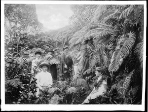 Six women wandering a copse of giant ferns, ca.1920