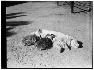 Two ostrich chicks snuggled near a sleeping dog in Lincoln Park