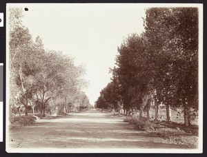Tree-lined road near Phoenix, Arizona