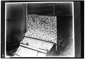 Lemons filling a railroad car or refrigerator, ca.1925