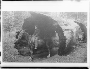 Man on horse standing in the opening of a hollowed-out fallen giant sequoia, a Big Tree in Mariposa Grove in Yosemite National Park, California, ca.1900