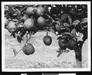 Oranges (cherimoyas?) from a California grove, ca.1930