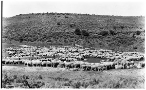 View of a flock of sheep clearing land at the base of a hill