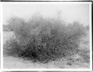 Russian thistle (Salsola Kali), or Ink weed, growing in the Colorado Desert, Imperial Valley, California, ca.1910