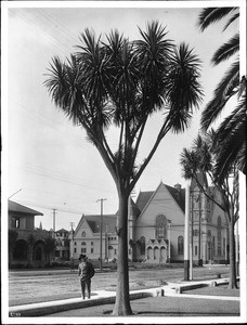 Palm trees near Emanuel Presbyterian Church on Figueroa Street, ca.1900-1905