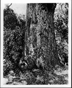 Portola's Cross on a Cathedral Oak tree in South Pasadena, ca.1890