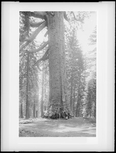 Grizzley Giant (Sequoia Gigantia Mariposa) in Mariposa Grove in Yosemite National Park, California, ca.1900