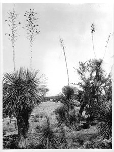 Several yucca Mohavienses in bloom on the desert, ca.1920