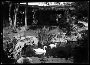 Swans in a pond at the Huntington Hotel in Pasadena