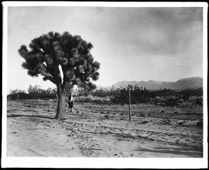 Man with leggings standing near a Joshua Tree (Yucca Mohaviensis) in the Mojave Desert, ca.1904