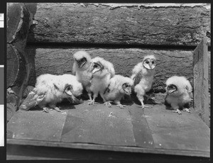 Seven monkey-faced owls at the Los Angeles zoo, ca.1930