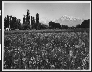 Wild iris at Bishop with Mount Tom in the background, ca.1940