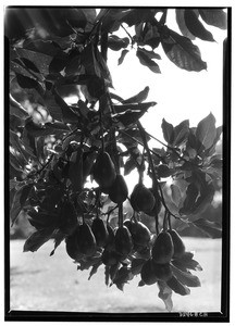 Close-up view of avocados, hanging from the branch of an avocado tree