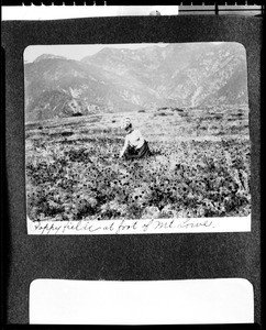 Woman picking poppies in a field at the foot of Mount Lowe in Altadena