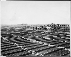 Fruit being dried in the sun, California