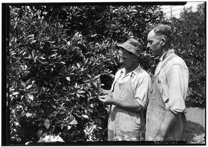 Two men inspecting a citrus tree that has been treated with an aeroculator, Covina, ca.1930