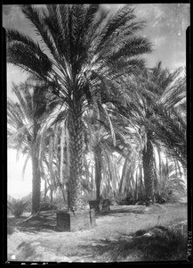 Oldest date palms in Coachella Valley, located in F.N. Johnson's Date garden in Indio, California