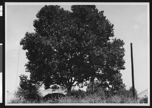 Unidentified tree in a residential area