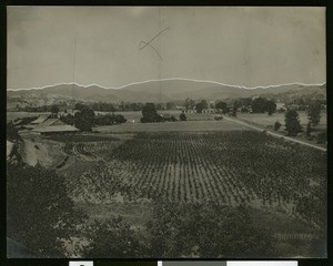 Furrowed field in Upper Lake and Middle Creek Valley, Lake County, ca.1910