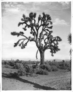 A Joshua tree (Yucca Mohaviensis) in the Mojave Desert near Lancaster, 1904