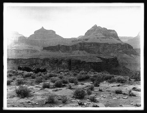 Five saddled horses on the Bright Angel Trail, Angel Plateau, on the rim of the Grand Canyon, 1900-1940