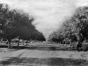 View of Hollywood Boulevard at Wilcox Avenue, California, 1901