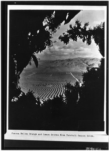 Orange and lemon groves from Turnbull Canyon Grade, ca.1920