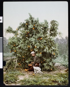 Handcolored print of a man picking an orange tree, ca.1900