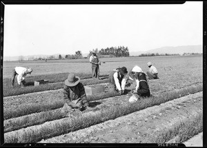 People pulling onions from the seed bed and preparing them for planting in the onion field at Petit Ranch, San Fernando Valley, near Van Nuys, February 3, 1930