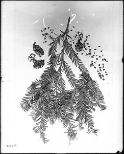 Close-up of a specimen of a California redwood leaf and branch, ca.1925