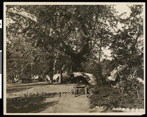 An automobile camp under trees, Elysian Park, ca.1930