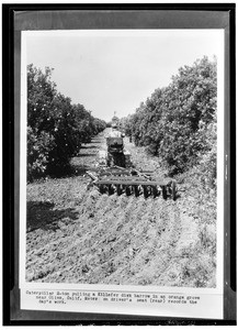 Caterpillar pulling a disk harrow in an orange grove, ca.1930