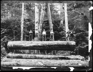 Group of loggers standing on a log hoisted on tackle in a forest, ca.1900