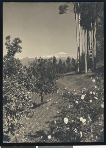 Rose bush and trees on a mountain side clearing