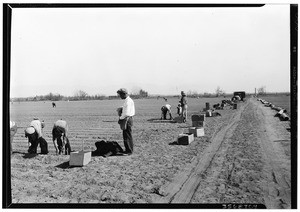 People planting onions on the Petit Ranch, San Fernando Valley near Van Nuys, February 3, 1930