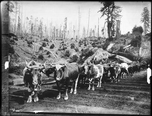 Lumber ox team on skid road in the forest, ca.1902
