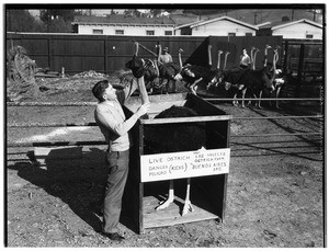 Man in Lincoln Park preparing an ostrich for transport