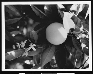 Orange and blossoms from a California grove, ca.1910