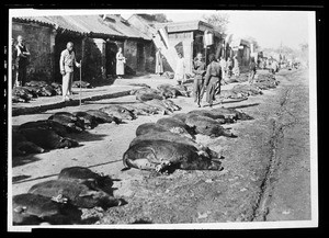 Street lined with pigs or hogs, showing scattered people in the streets