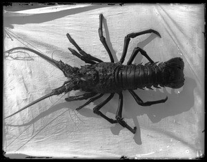 Lobster (crawfish) from Catalina Island, ca.1910