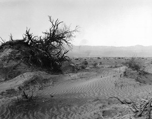 View of Death Valley at the north end, showing sand hills and deadwood, California, ca.1900/1950