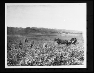 Small group of people picking peas on the Hammel and Denker ranch, Bevery Hills, west of Hollywood, ca.1903