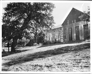 Hangman's tree in front of a store in Coulterville, ca.1930