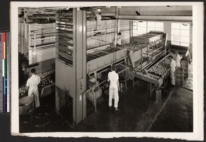 Workers and machines processing oranges, ca.1930