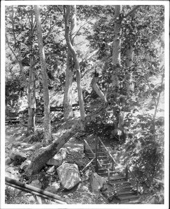 View of the Incline Railway starting point among the trees in Rubio Canyon (Mount Lowe)